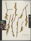Foto von Salix pseudomonticola C. R. Ball